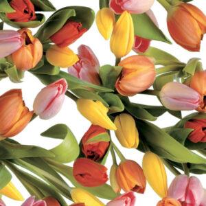 Voksdug med tulipaner i masser af farver